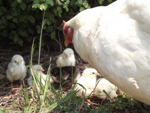 Eden Orchard & Farmstay - Internet Find 27