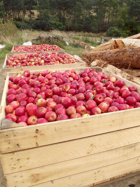 Eden Orchard & Farmstay - Internet Find 33