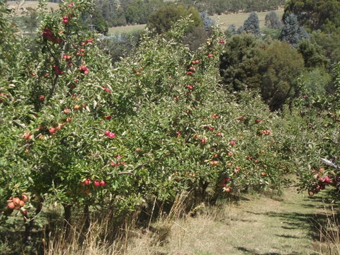 Eden Orchard & Farmstay - Internet Find 26