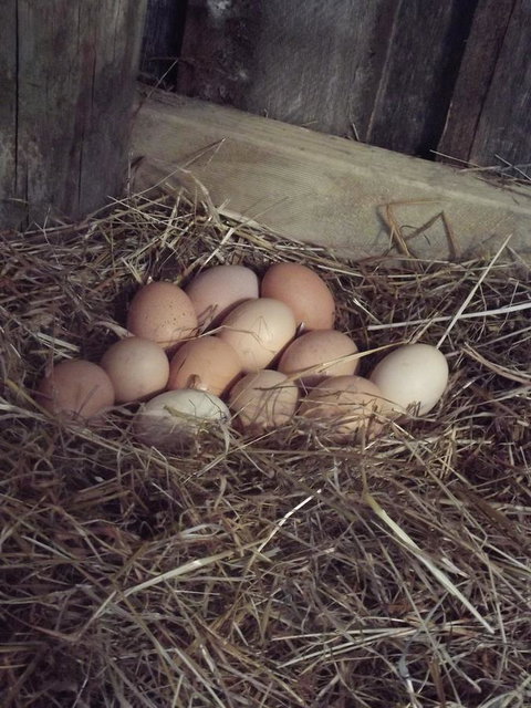 Eden Orchard & Farmstay - Internet Find 30