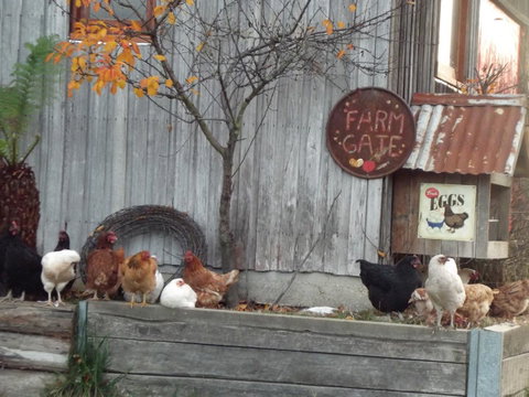 Eden Orchard & Farmstay - Internet Find 32