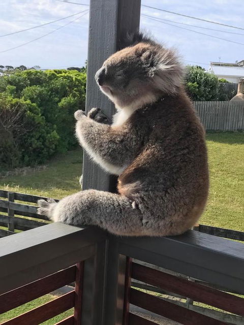Sunsets On Martyrs Beach House - Ocean Views - Internet Find 28