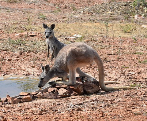Ironbark House - Internet Find 19