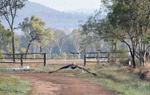 Ironbark House - Internet Find 9
