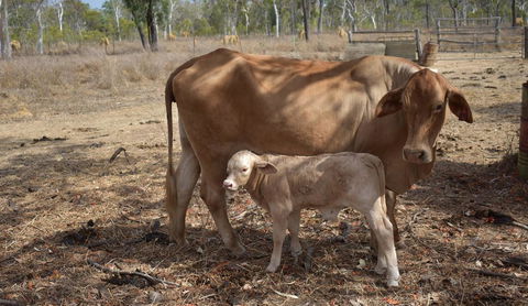 Ironbark House - Internet Find 27