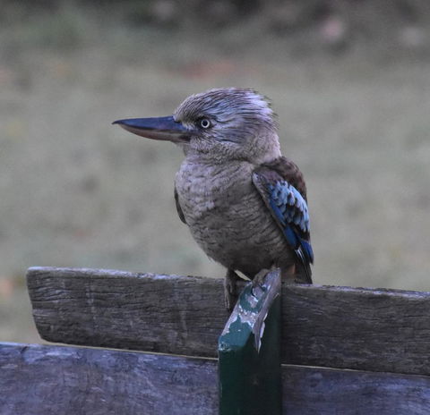 Ironbark House - Internet Find 4