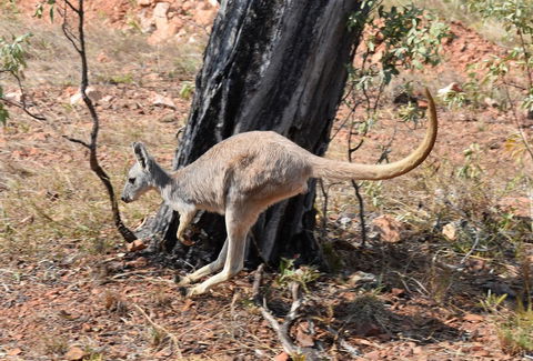 Ironbark House - Internet Find 24