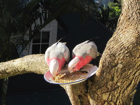 Avoca Breezes - Internet Find 2