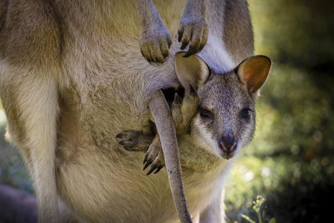 Bamurru Plains - Internet Find 3