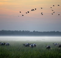 Bamurru Plains - Internet Find