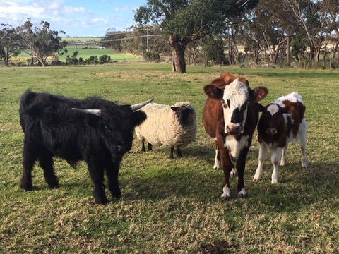 Bush Retreat Farm Stay - Internet Find 1