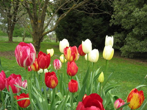 Clifton Gardens B&B - Internet Find 1