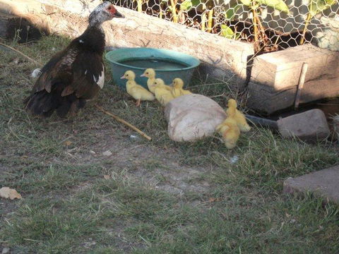 Corella Creek Country Farm Stay - Internet Find 0