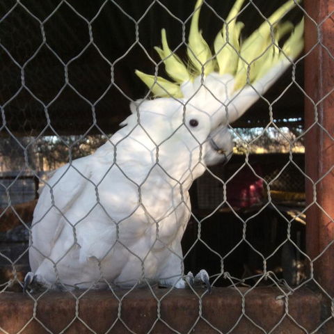 Corella Creek Country Farm Stay - Internet Find 3