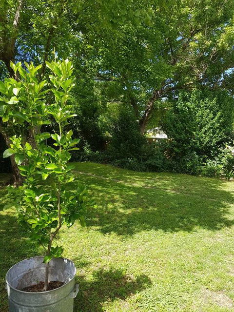Cute Cottage On Byng - Walk To Town AND Pet Friendly - Internet Find 3
