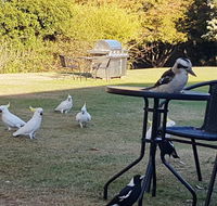 Eildon Parkview Motor Inn - Internet Find