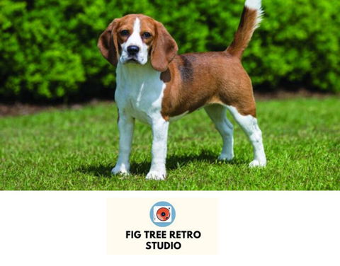 Fig Tree Retro Studio - Internet Find 0