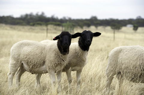 Gilgraves Vineyard Farmstay - Internet Find 3