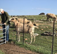 Gilgraves Vineyard Farmstay - Internet Find