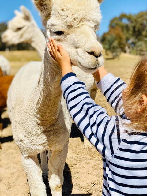 Glenview Alpaca Farm - Internet Find 3