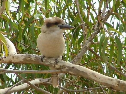 Kookaburra Nest - Internet Find 0