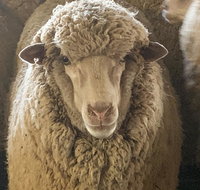 Mascot Cottage - Pet Friendly and Complimentary Breakfast Hamper - Internet Find