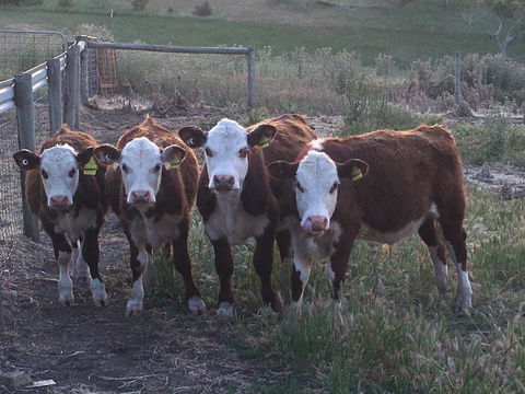 Morella Farm - Internet Find 2