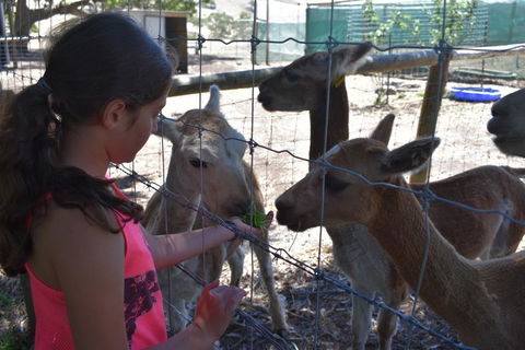 Morella Farm - Internet Find 3