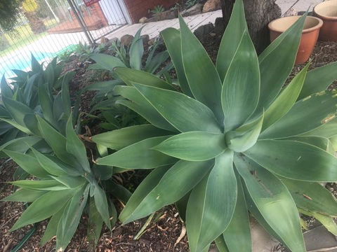 Motel Wingrove - Internet Find 2