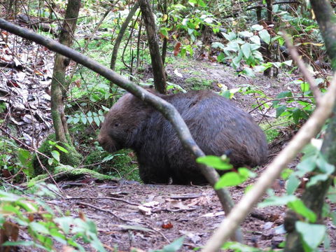Paradiso Kinglake - Internet Find 2