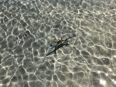 Peppermint Grove Beach Holiday Park - Internet Find 1