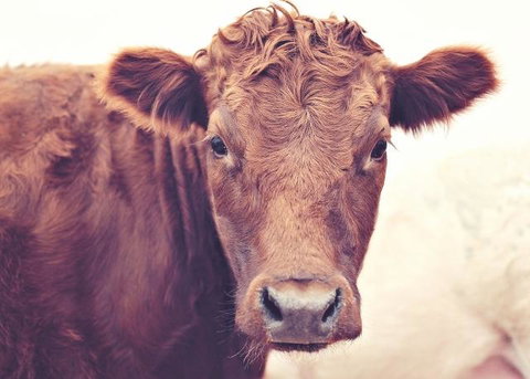 Redwing Farm Stay - Internet Find 0