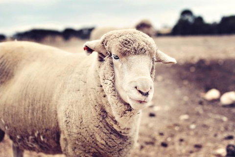 Redwing Farm Stay - Internet Find 3