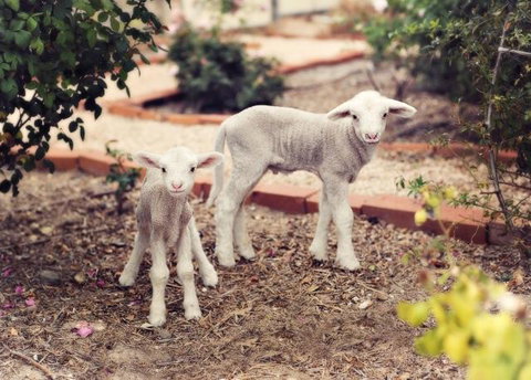 Redwing Farm Stay - Internet Find 2