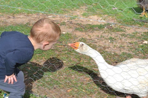 Redwing Farm Stay - Internet Find 1