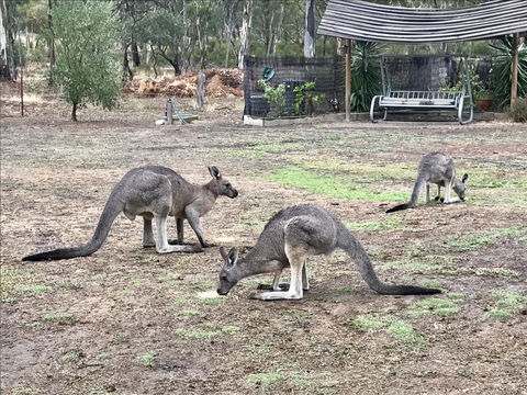 Stawell Holiday Cottages - Internet Find 1