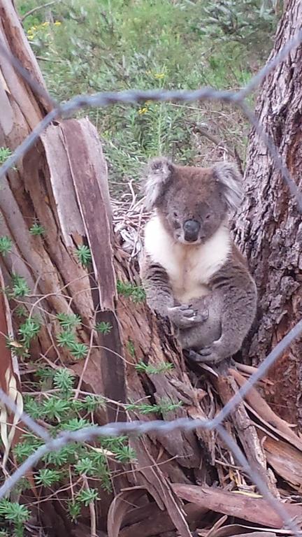 Stringybark Hills Retreat - Internet Find 0