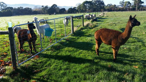 Tamar Valley Farm Stay - Internet Find 2