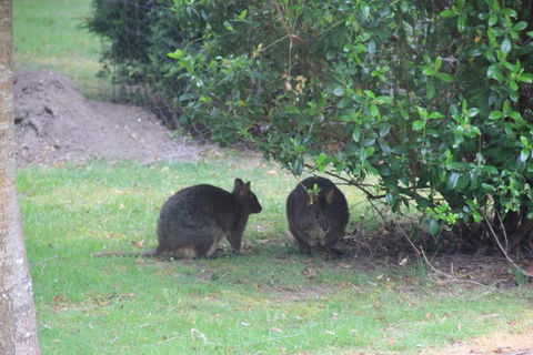Tamar Valley Farm Stay - Internet Find 1