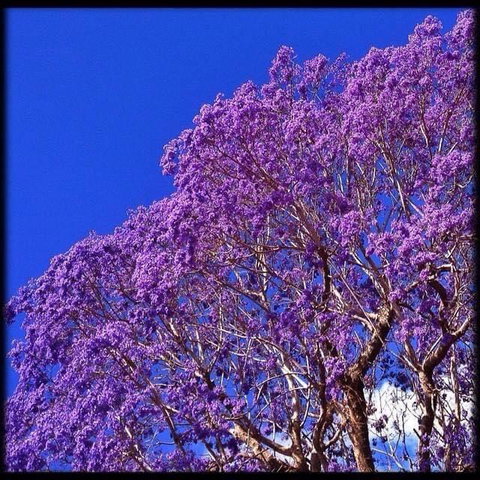 The Church - Internet Find 3