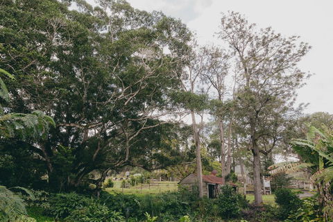 The Eumundi Dairy - Internet Find 1
