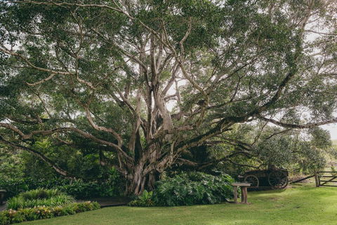 The Eumundi Dairy - Internet Find 2