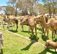 The Funny Farm - Animals / Churchhouse / Amazing Experience - Internet Find