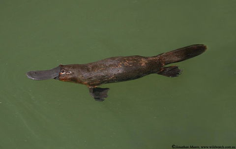 The Pond Cottage - Internet Find 1