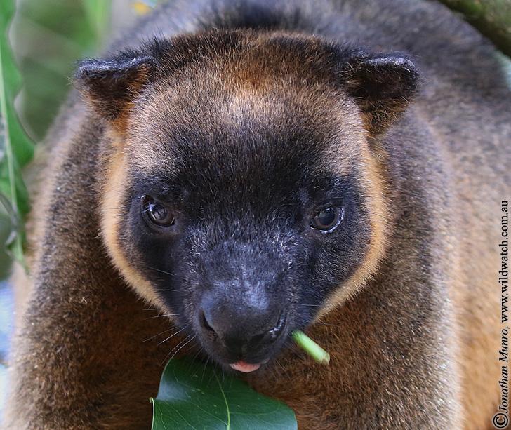 Kaban QLD Internet Find