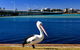 Tokelau 2 - Tuncurry Townhouse - thumb 3