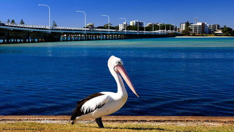 Tokelau 2 - Tuncurry Townhouse - Internet Find 3