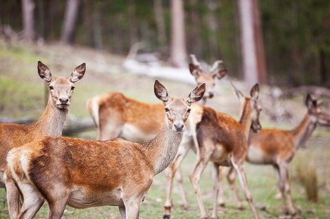 Villa Cervi Property - Internet Find 0