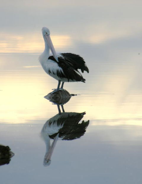 Wanderers Rest Of Kangaroo Island - Internet Find 3