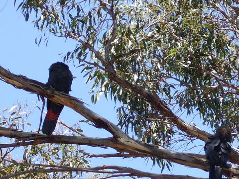 Wanderers Rest Of Kangaroo Island - Internet Find 2